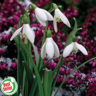 Single White Snowdrops Thumbnail